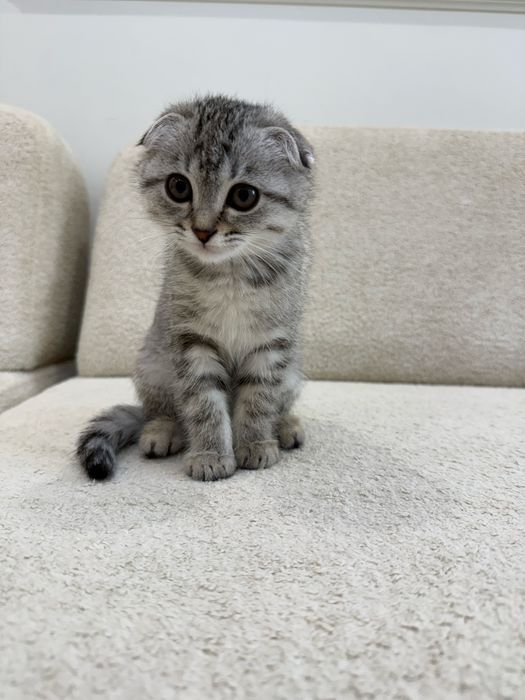 Продам котенка.