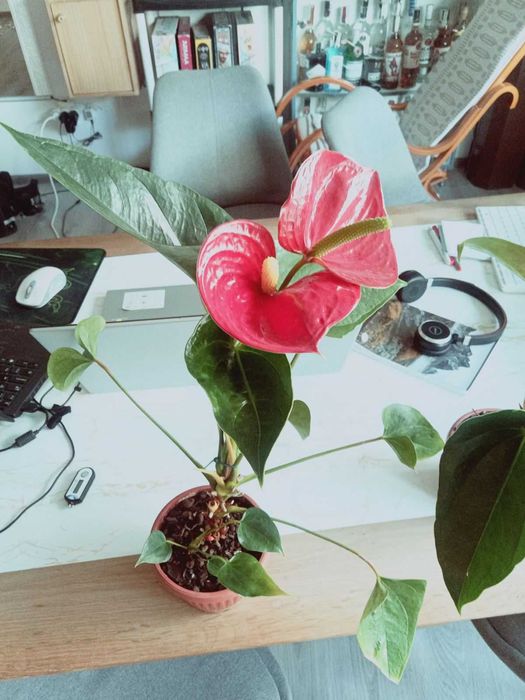 Екзотични растения - Артуриум/Arturium - в саксия