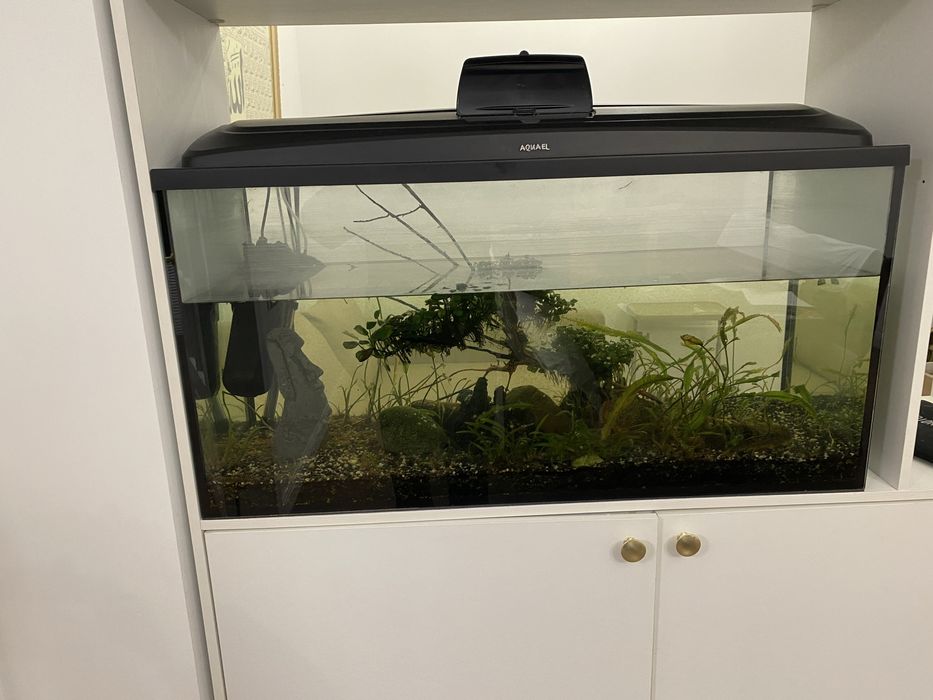 Аквариумистика.Аквариум Алматы.