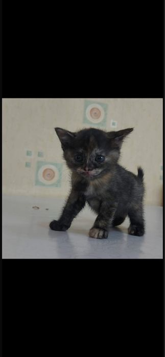 Котенок в добрые руки