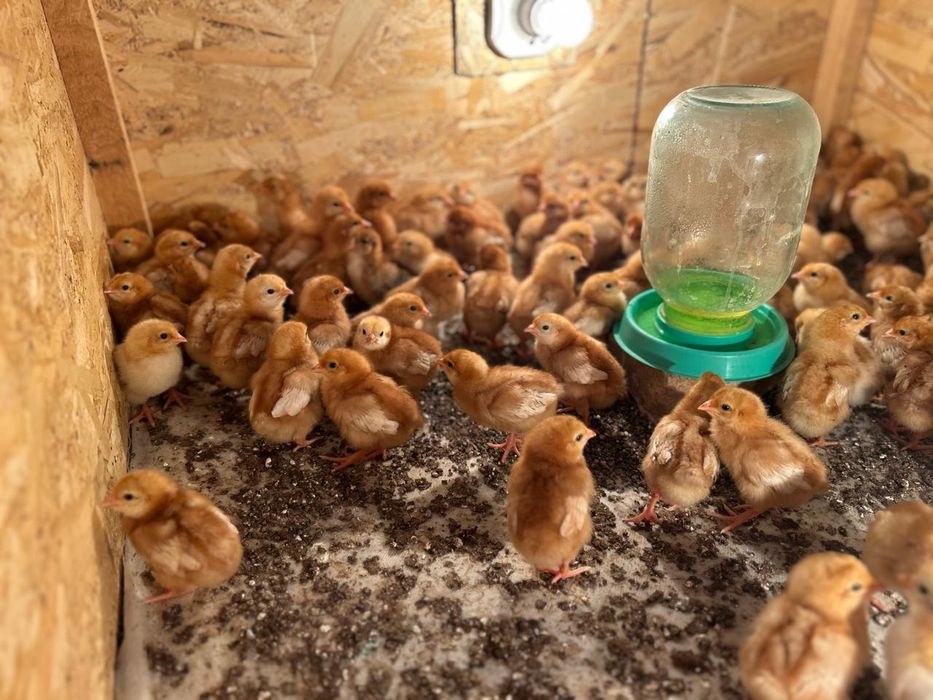 ломан Браун балапан