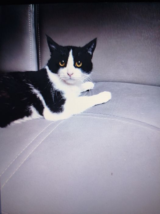 Yigit qiz dostini qin jinsiy aloqa qilish uchun uygotdi.