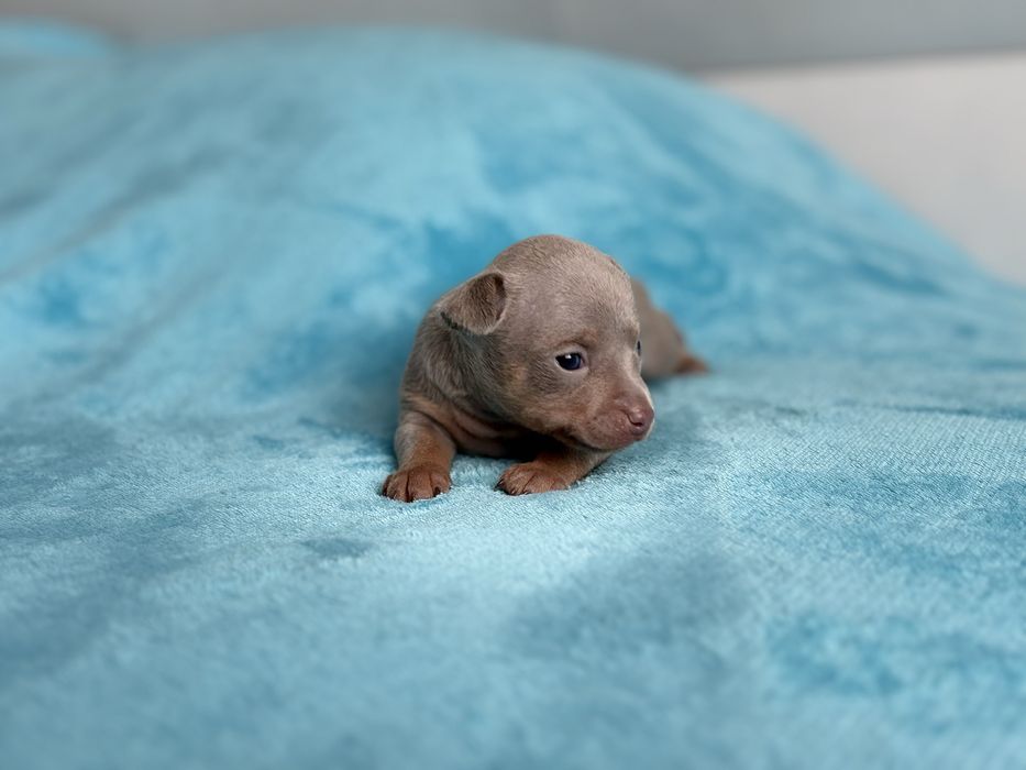 Щенки той-терьер с документами