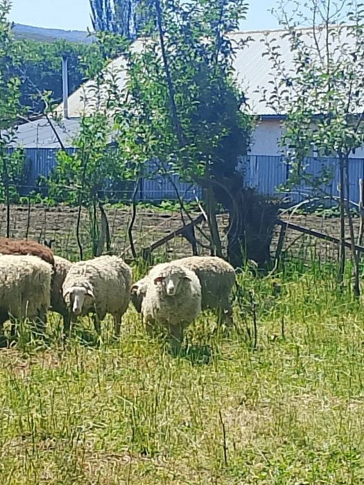 Продам Баранов хороший