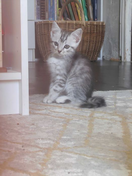 Котята, мама скотиш фолд