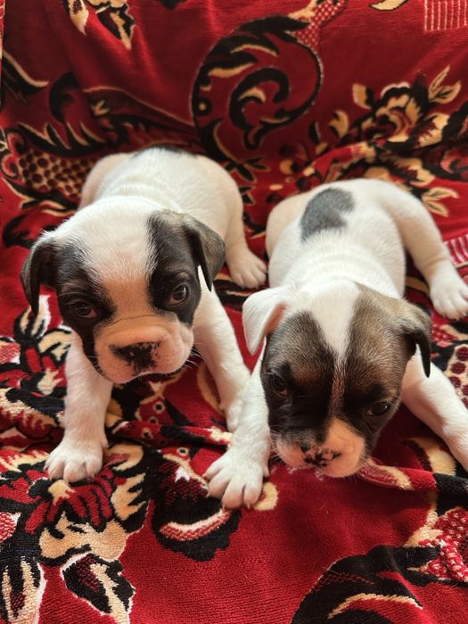 3 Френски Булдога