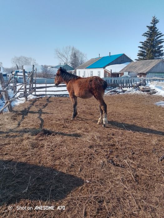 Продам стригунка девочка скоро год будет