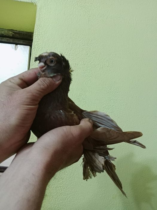 Продам малоносых голубей