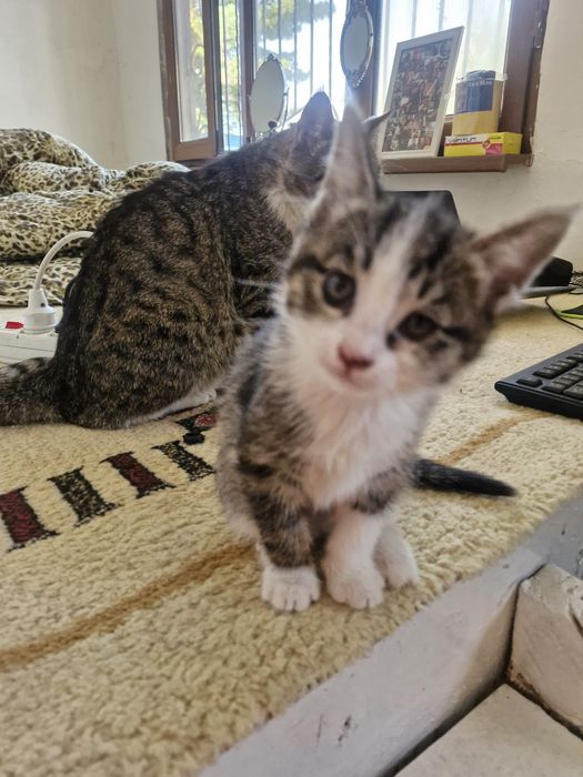 Котят отдам в хорошие руки