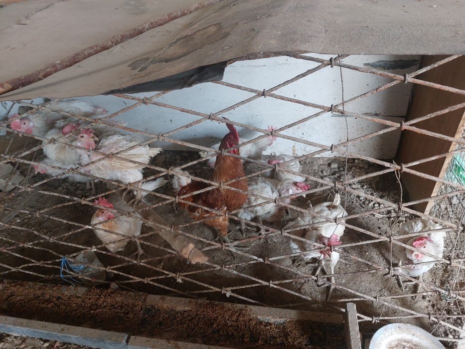 Toviqlar 11 ta xo'roz 1 ta   xo'roz sotiladi