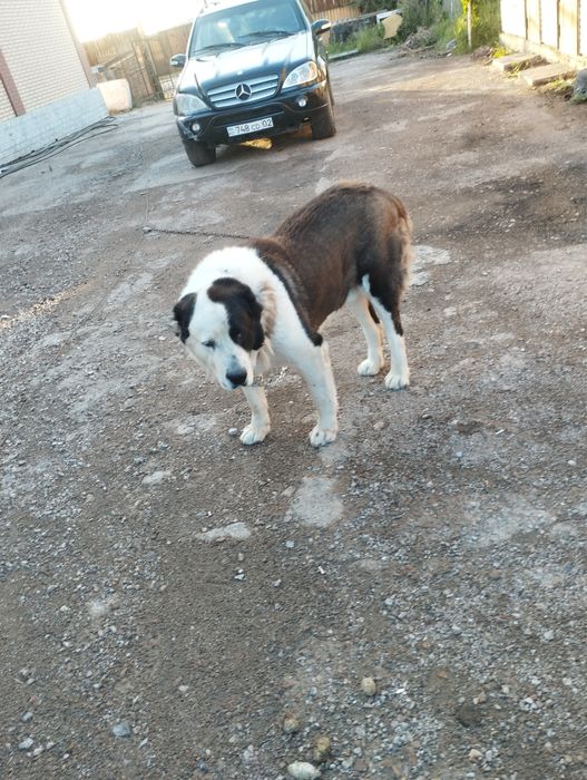 Вяска Кобель Алабай