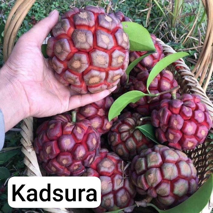 Banan kivi galubika avakado mango zaytun arbuts kadsura