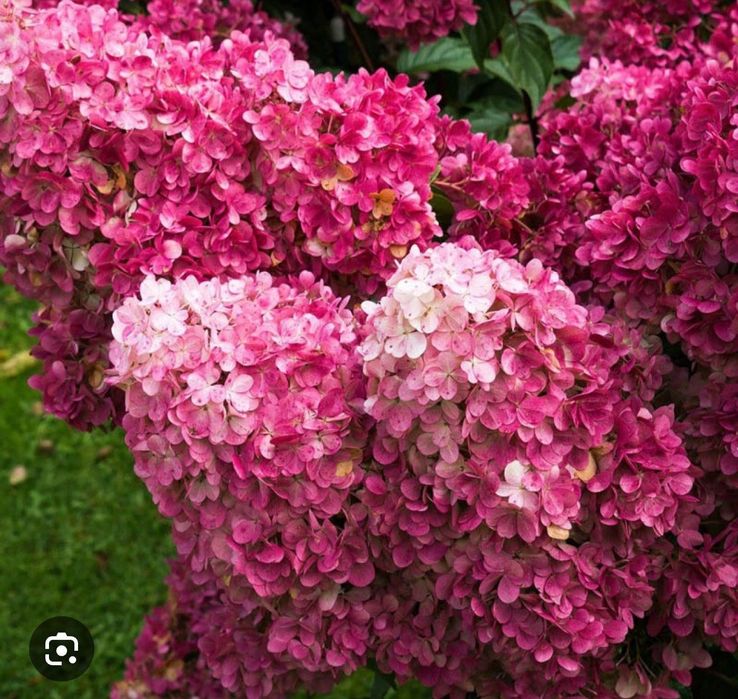 Самая красивая  гортензия Самарская Лидия