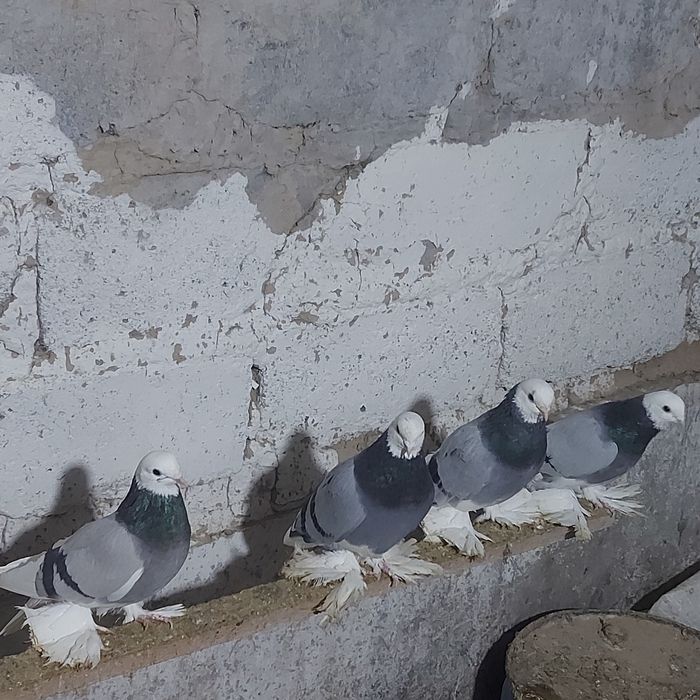 Маздоки  3 пара  есть