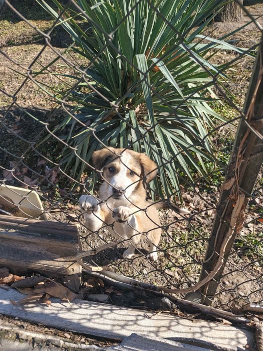 Щенок мальчик в добрые руки