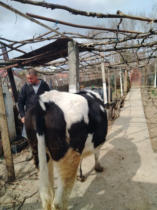 Vând  junca 1 an și 8 luni