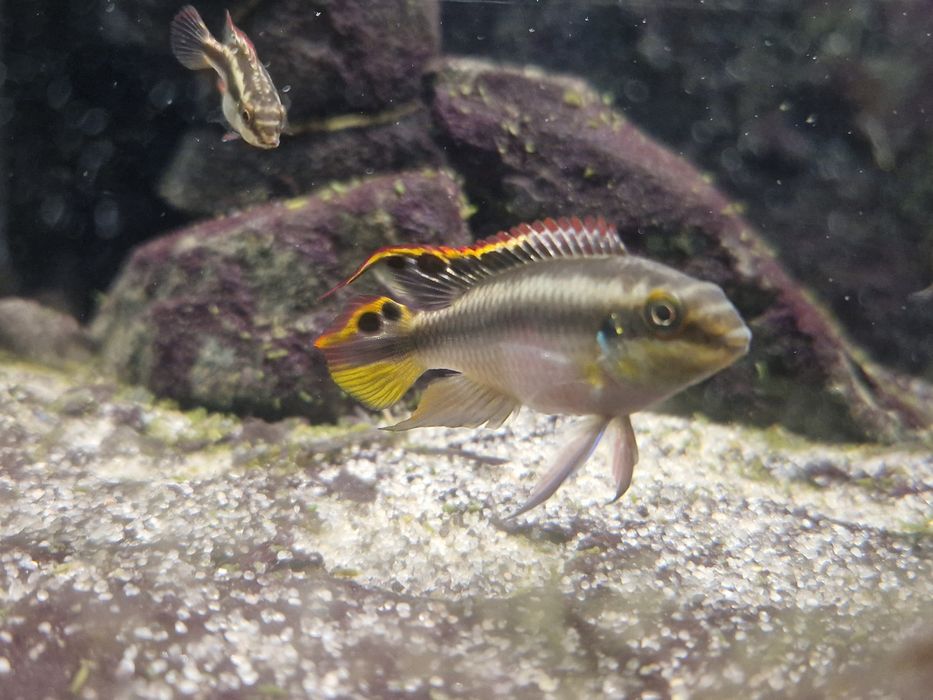 Продам мальков пульвикохромиса