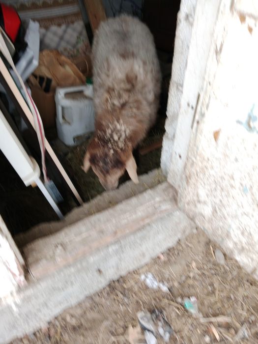 Бордақы ұрғашы тоқты