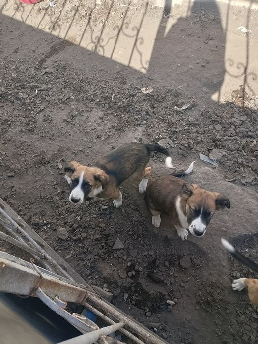 Отдам в хорошие руки щенков