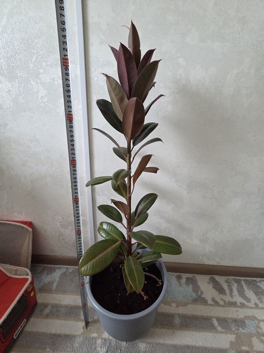 Фикус гүлі /цветок