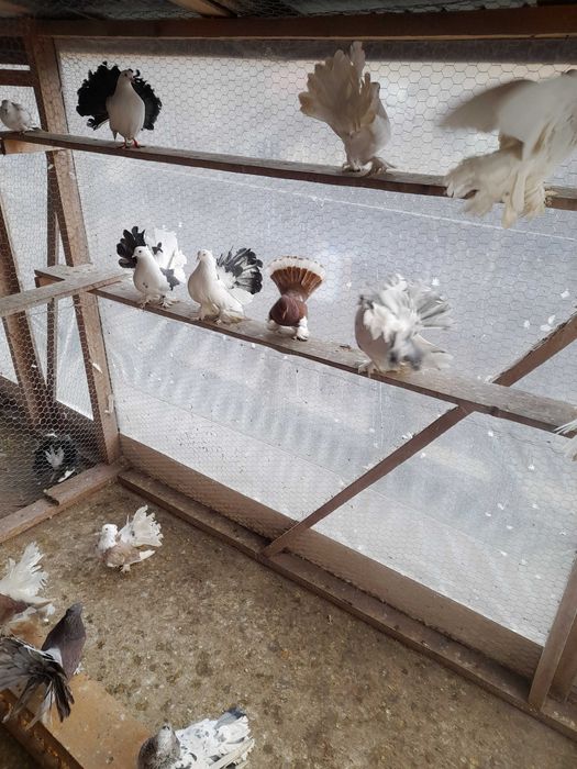 Porumbei de vânzare mai multe rase