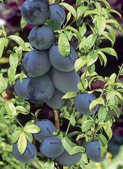 Овощни дръвчета-перфектно качество