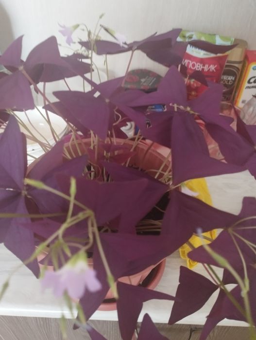 Продам комнатные цветы