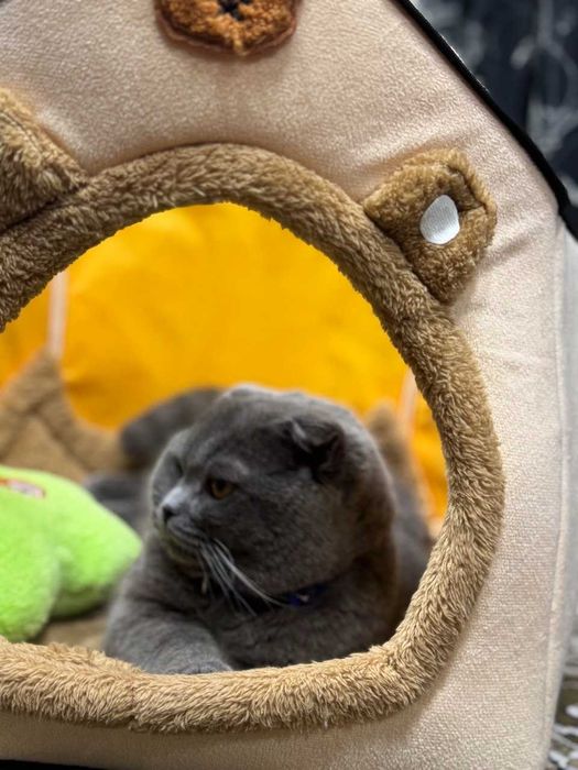 Mushuklar vyazka sotilmidi