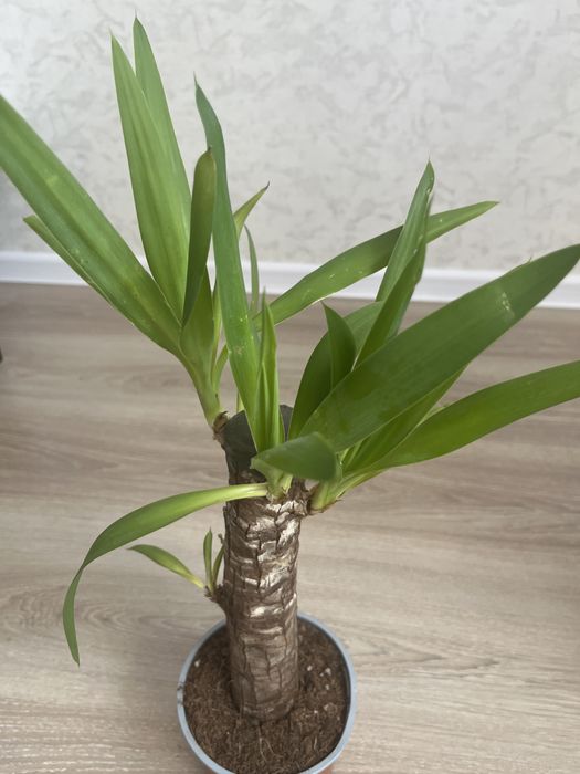 Комнатные оастения