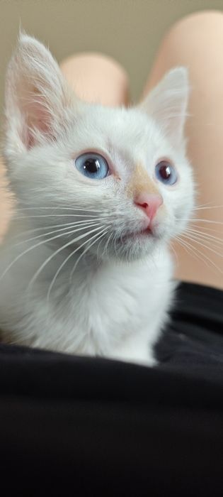 Отдам котёнка бесплатно