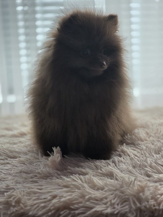 Шоколадово Момиче Померан