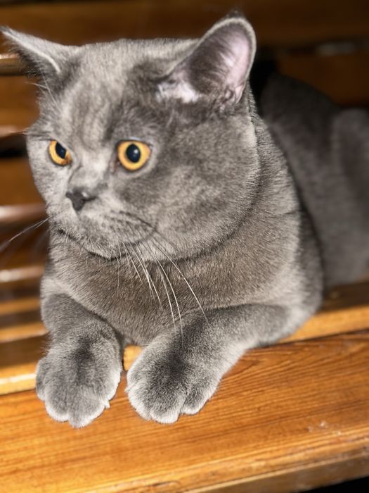 Tojik fohisha jinsiy aloqa