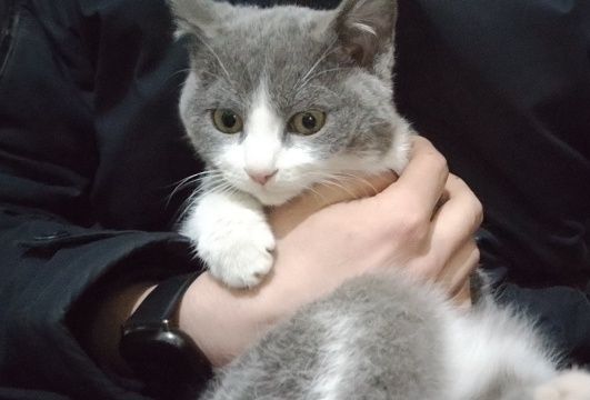 Котёнок подросток