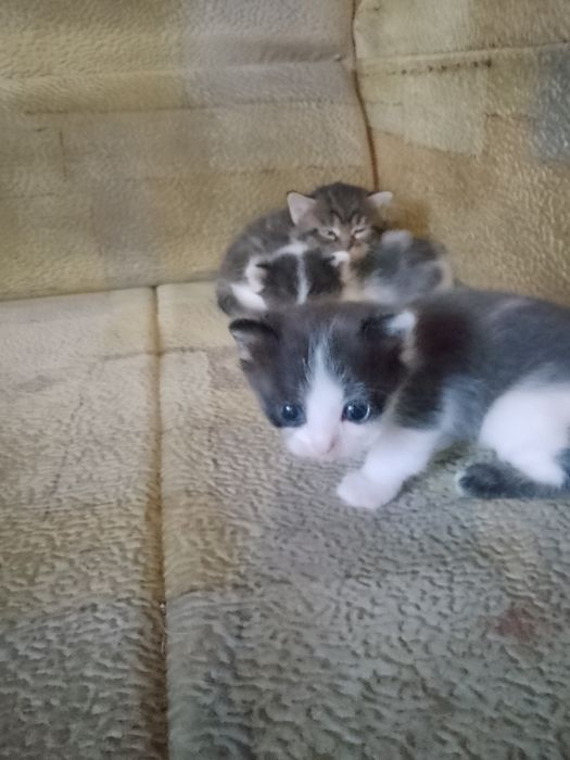 Отдам котят в добрые руки