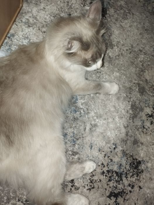 Ragdoll mushuk sotiladi