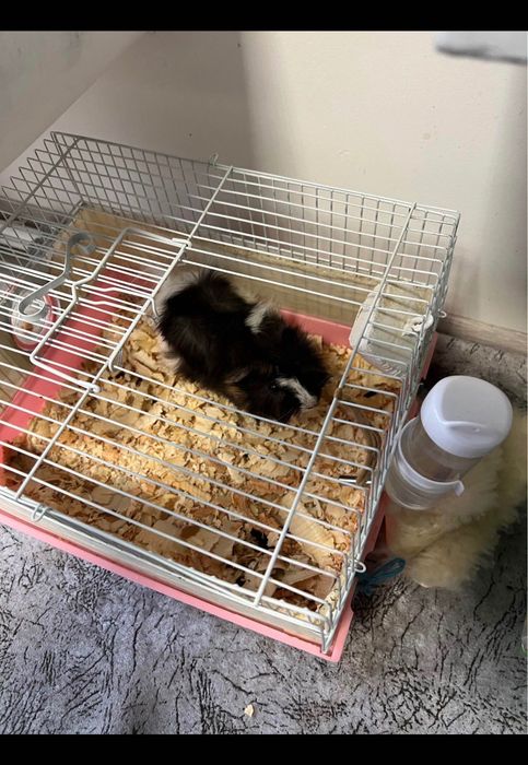 Морско свинче с клетка