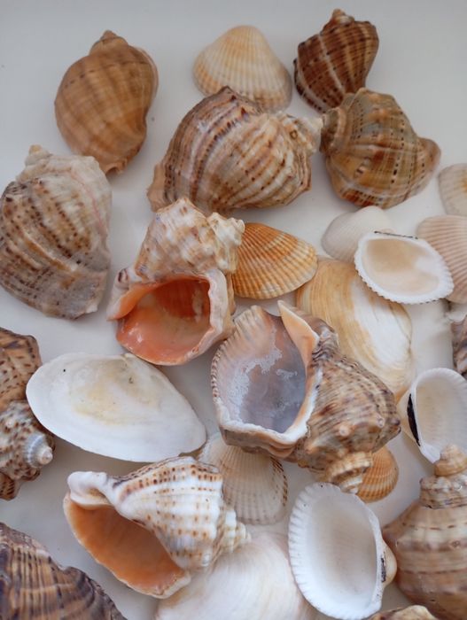 Melci și scoici naturale pentru acvariu sau pentru decor