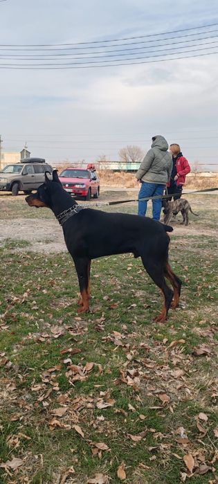 Доберман кабель  на вязку