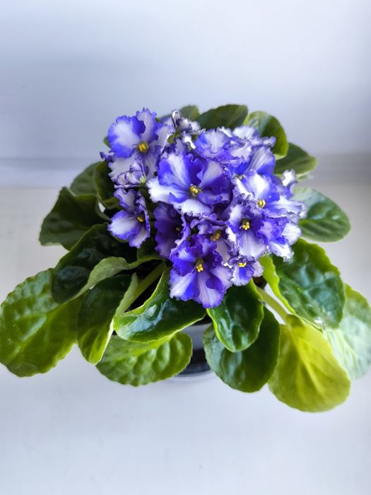 Сортовые комнатные фиалки