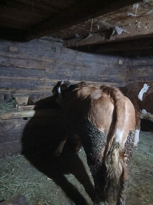 Vand vaca baltata romaneasca