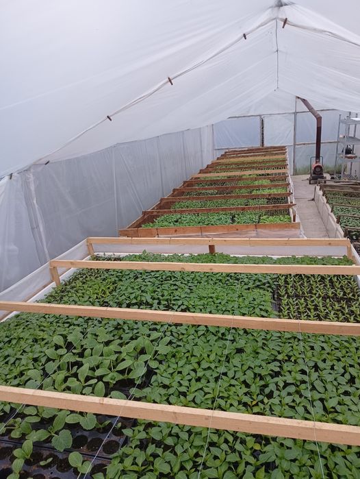 Rasaduri profesionale