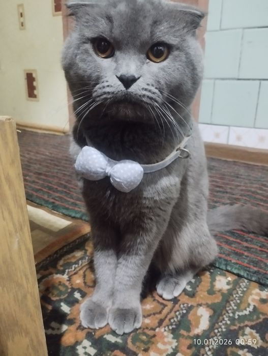 Продаются котята