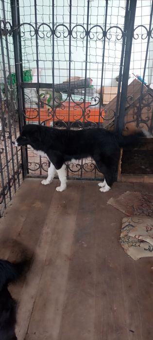 Щенки ущут семью!