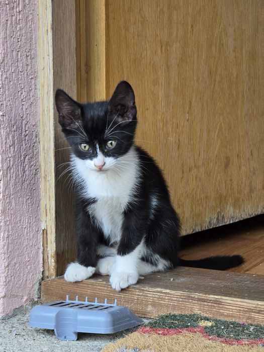 Adoptie pui pisica - Banesti, Prahova