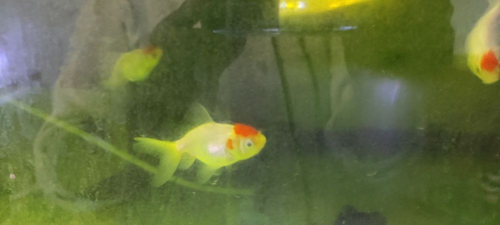 Аквариумные рыбки.