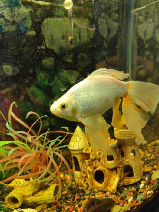 Аквариум с рыбками