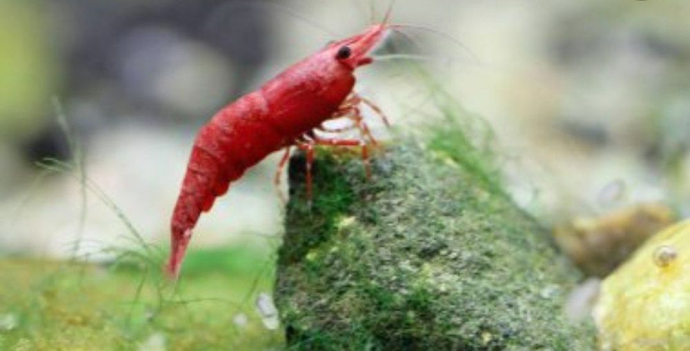 Креветка вишня Сотилади цвет красные  kizil