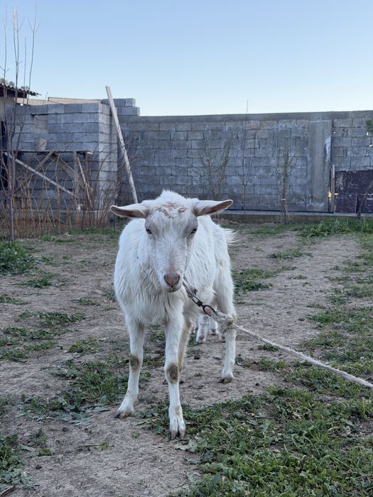 Ешкі , қозы сатылады Козы и козлёнык