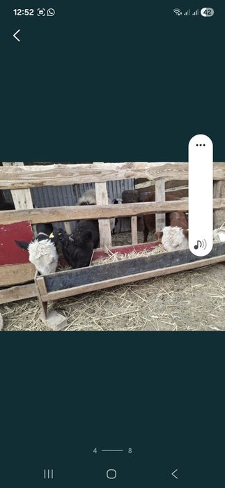 Басбақ сиыр сатылады срочно