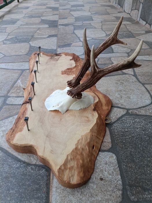 Стойка(закачалка) за ключове.Рога.Трофей